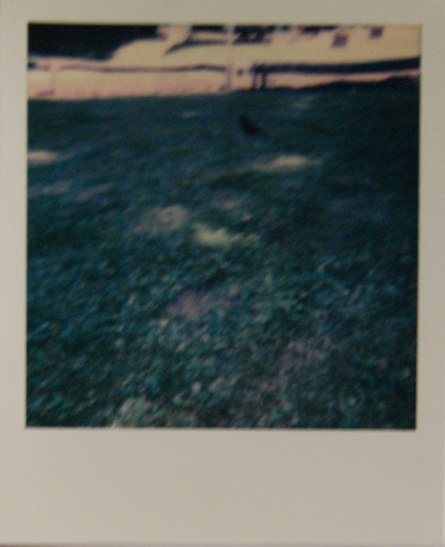 birdy